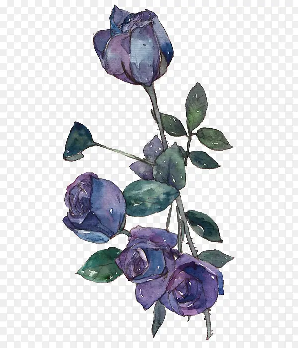 彩绘紫色玫瑰花