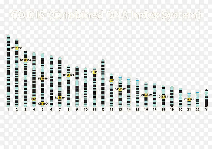 DNA CODIS矢量图