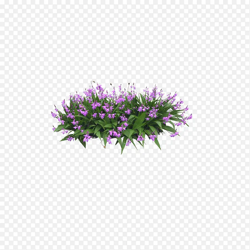 花卉盆景绿叶紫花