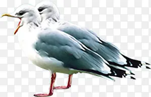 白色可爱小鸟动物