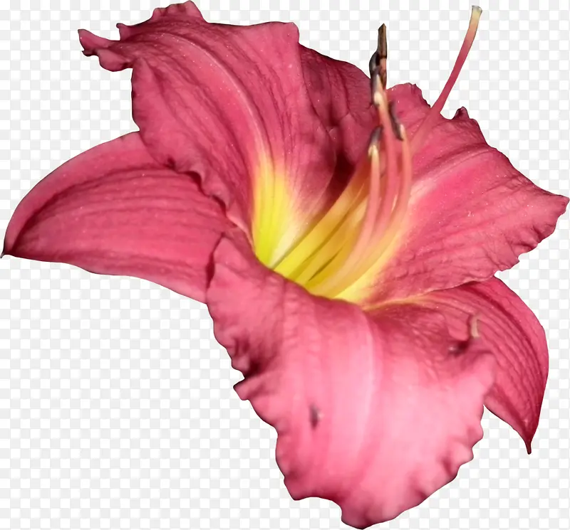 淡粉色花朵实物元素