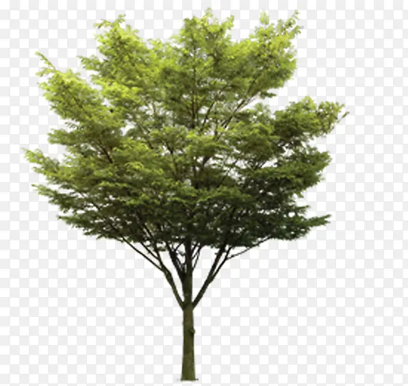 绿化植物景观树