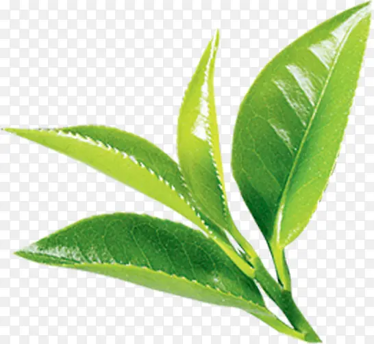 绿叶茶艺海报设计
