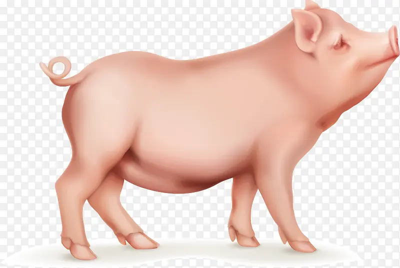 母猪矢量装饰小猪