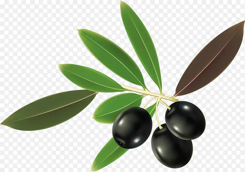 营养丰富的油橄榄
