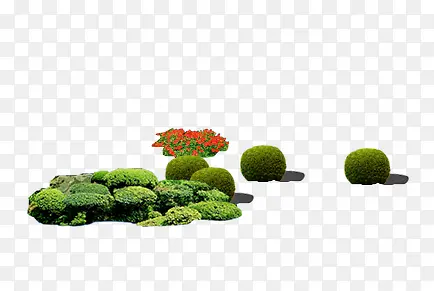 植物
