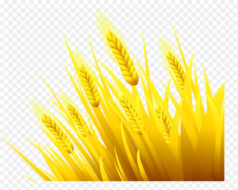 金色的小麦