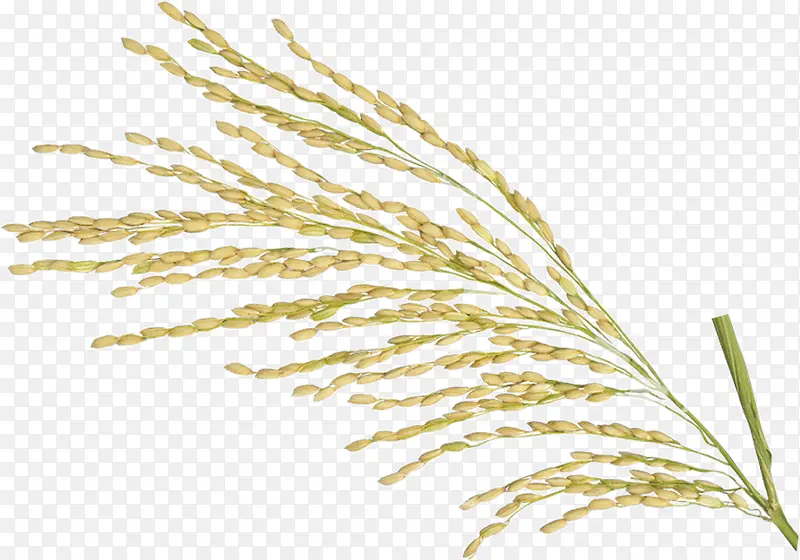 金色的水稻