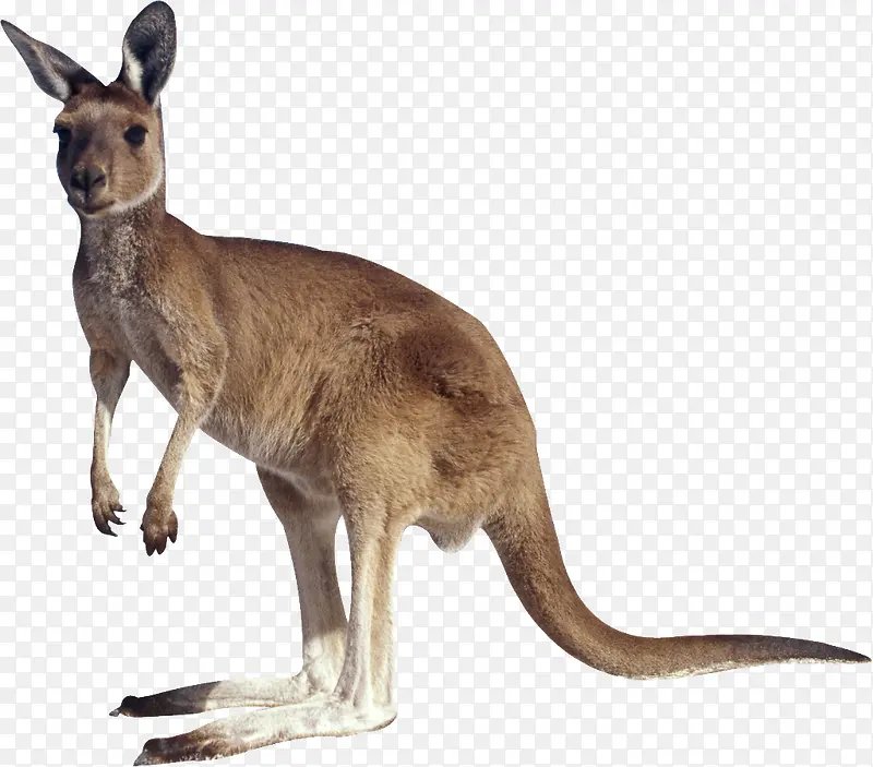 澳大利亚动物袋鼠