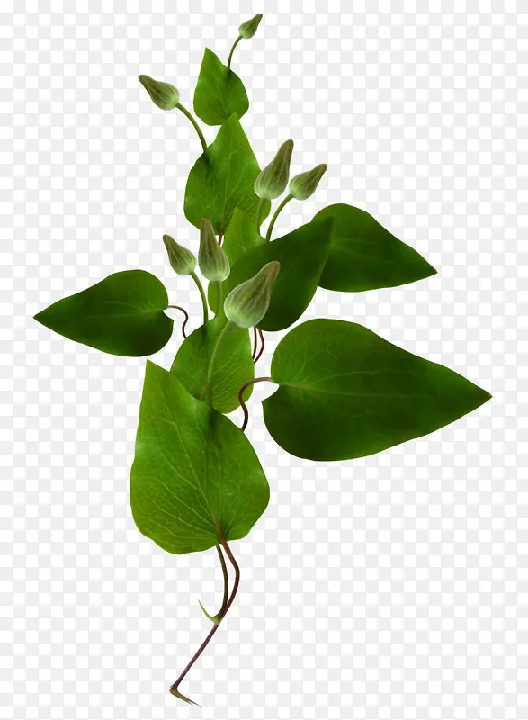 绿色的草本植物葫芦合成