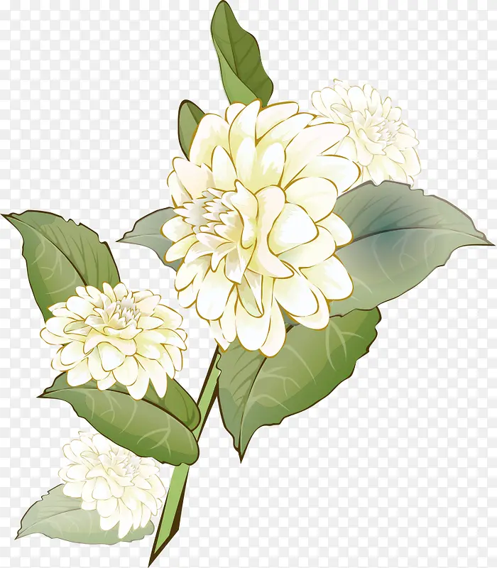 野菊