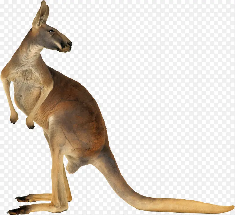 澳大利亚澳洲动物袋鼠