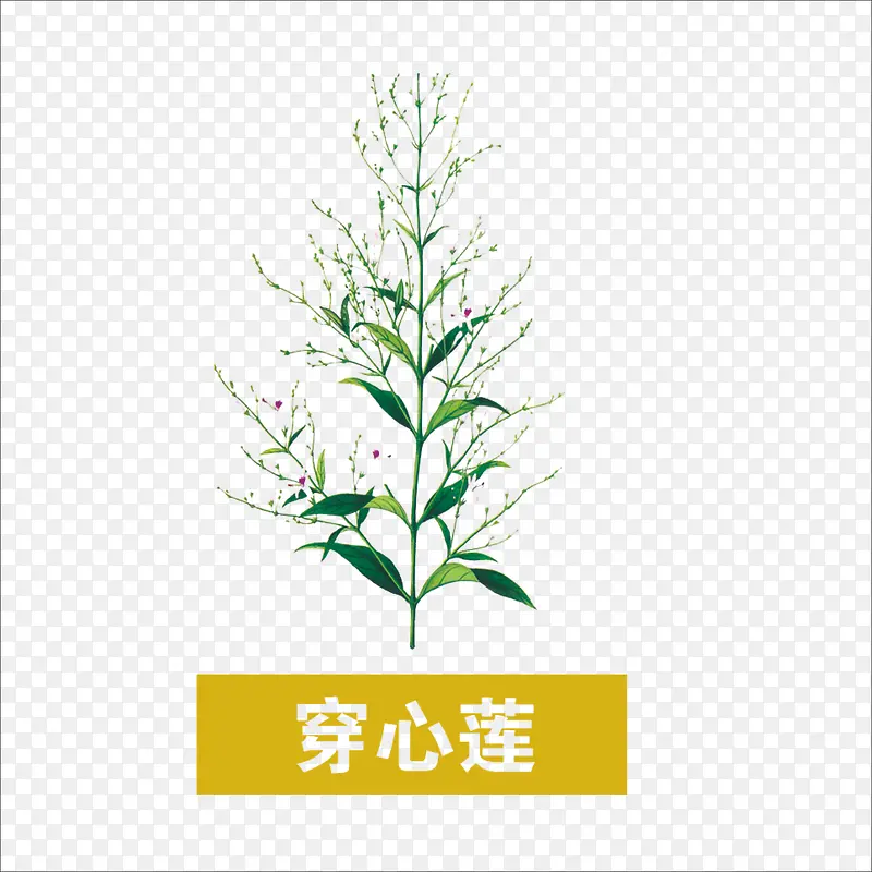 草药