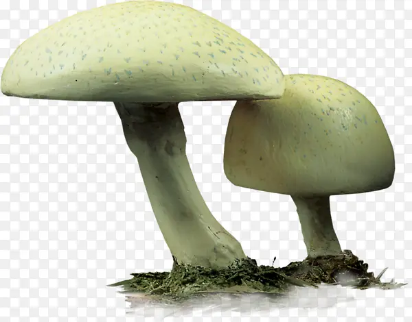 蔬菜菌菇