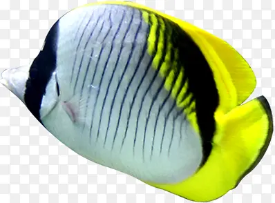 深海鱼类黄色可爱