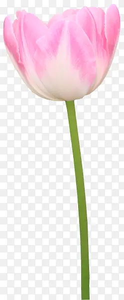 粉花