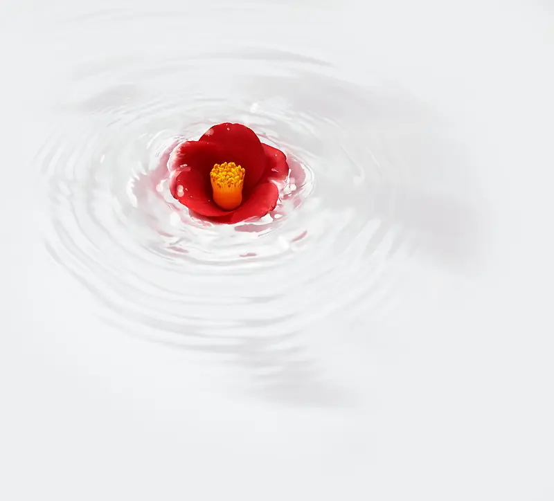 水漩涡里的红色花蕾