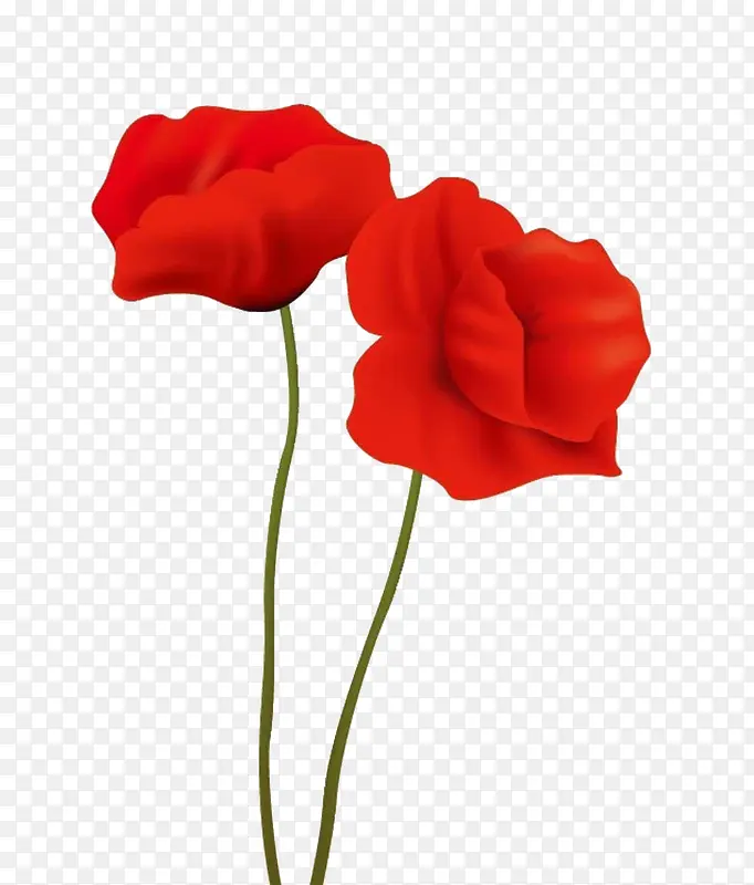 红色罂粟花