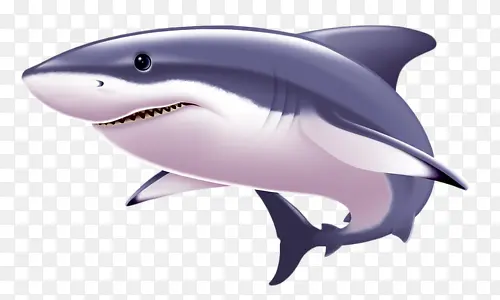海鲨鱼