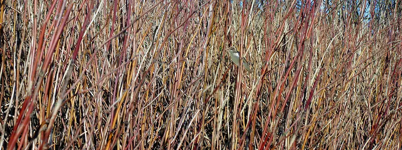成熟芦苇植物秋日