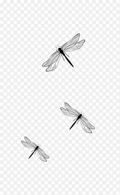 黑白蜻蜓