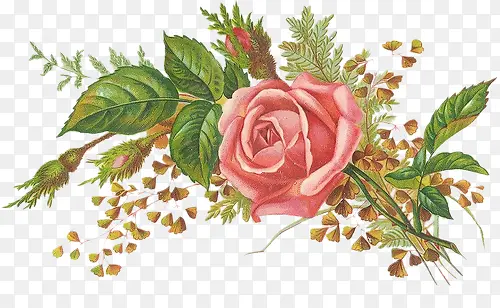 古典手绘粉红玫瑰