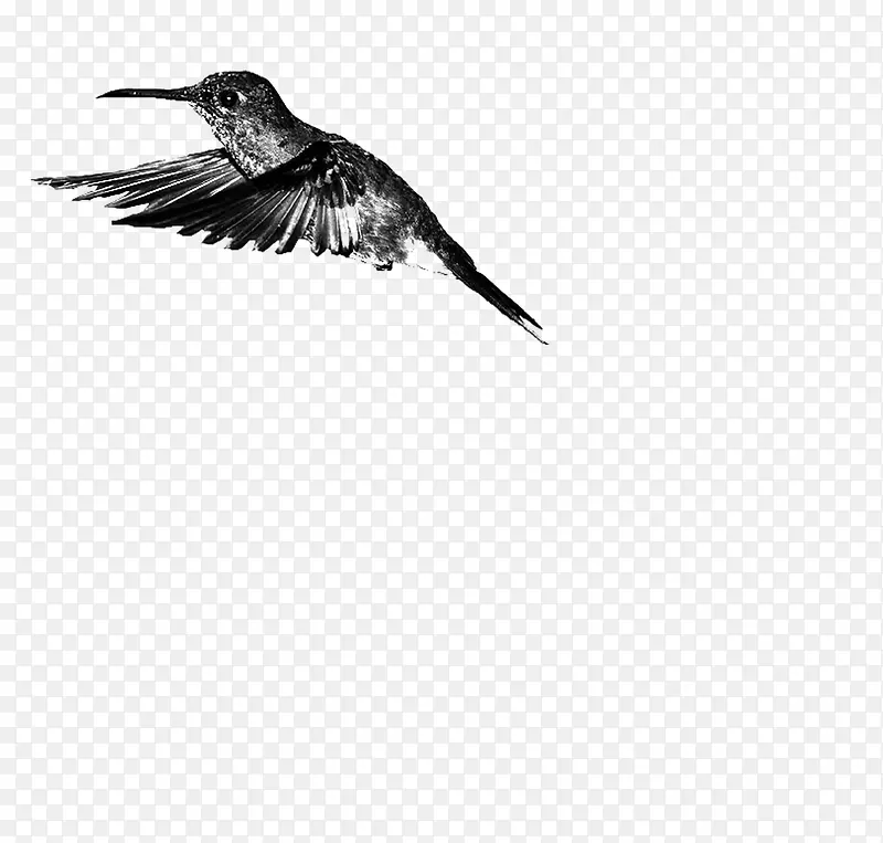 动物 手绘黑白 蜂鸟
