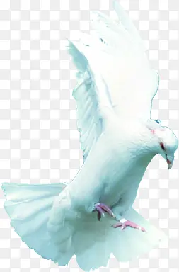 白鸽样式宝贝背景