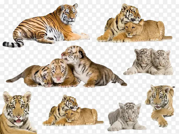 各种姿态的老虎