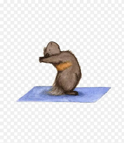 创意小豚鼠做瑜伽