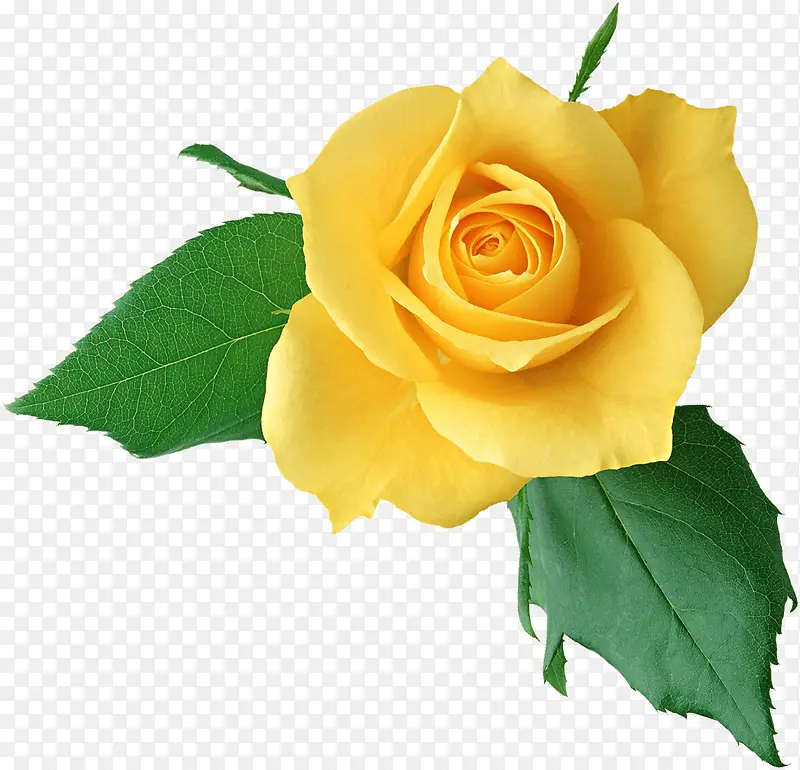 黄色盛开玫瑰花