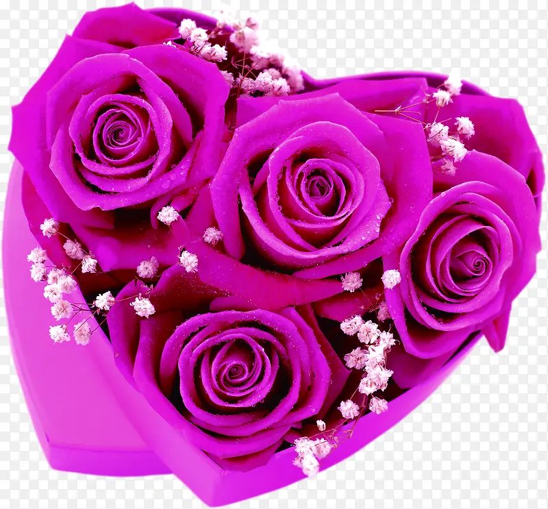 紫色玫瑰爱心
