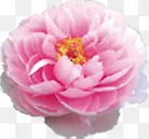 写实风格粉色大花朵