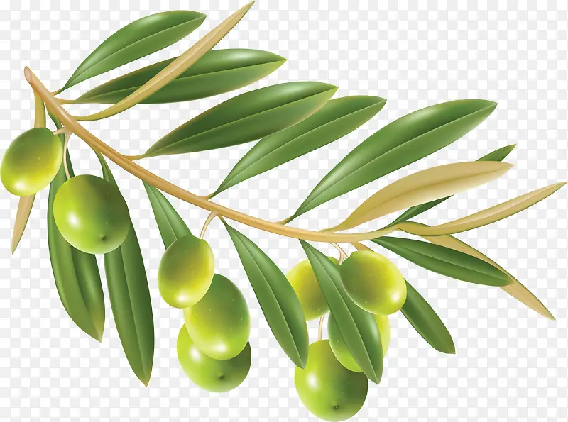 绿色诱人橄榄