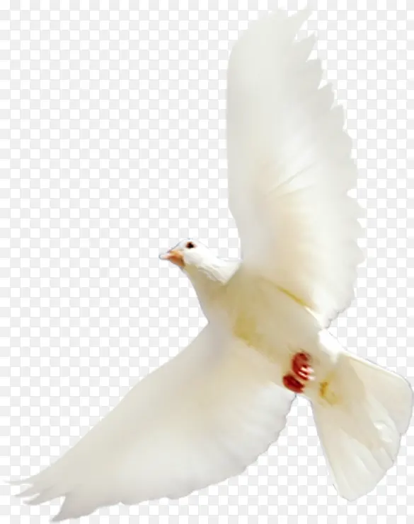 白色飞舞白鸽翱翔