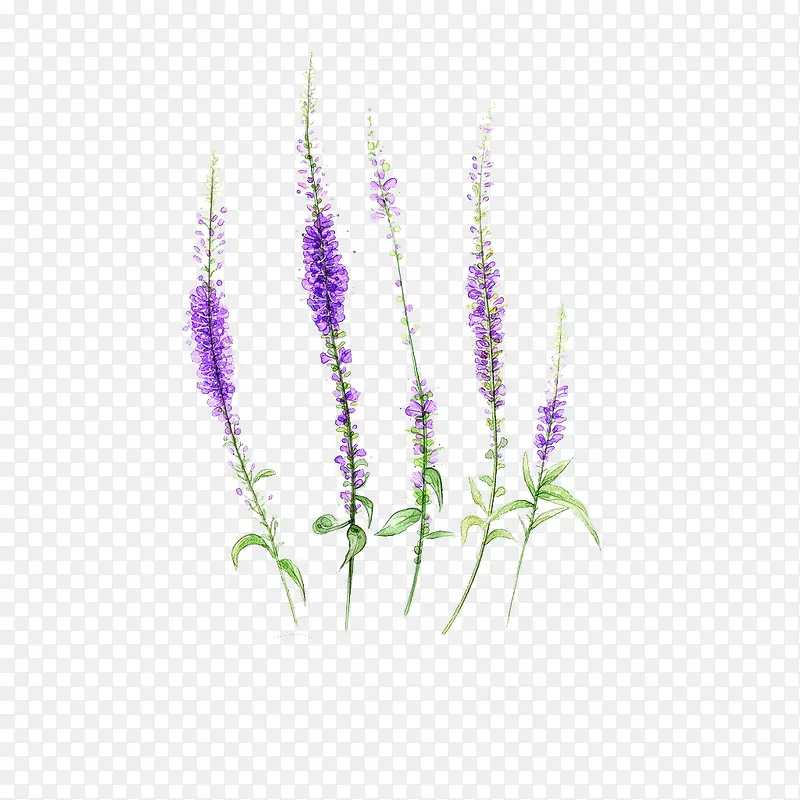 紫色手绘薰衣草
