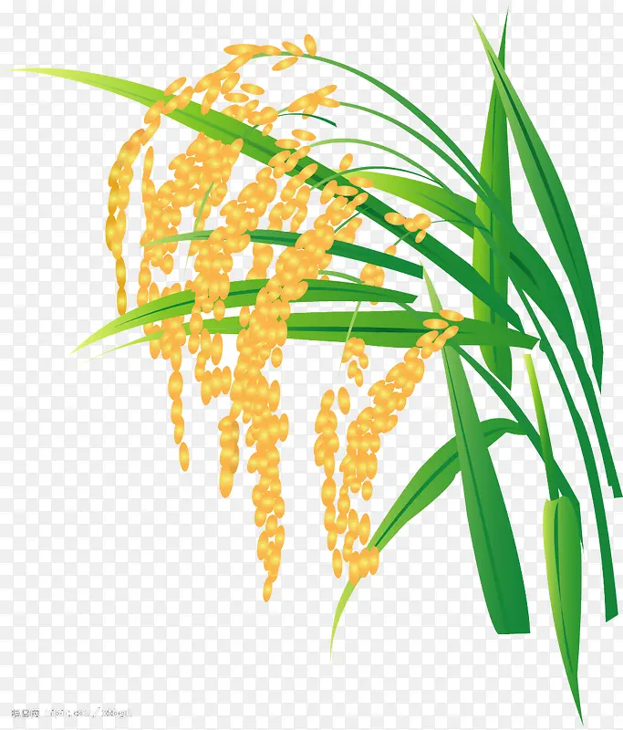 水稻 丰收 金色