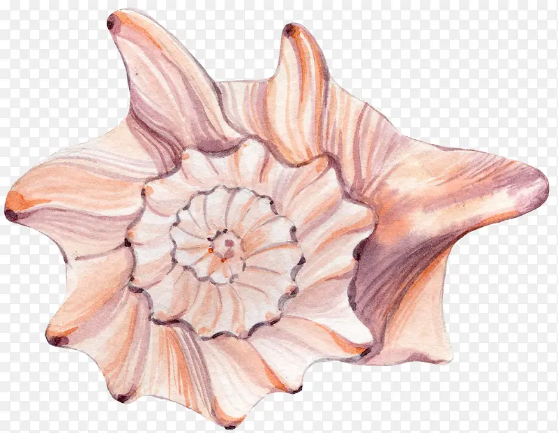 彩绘海螺