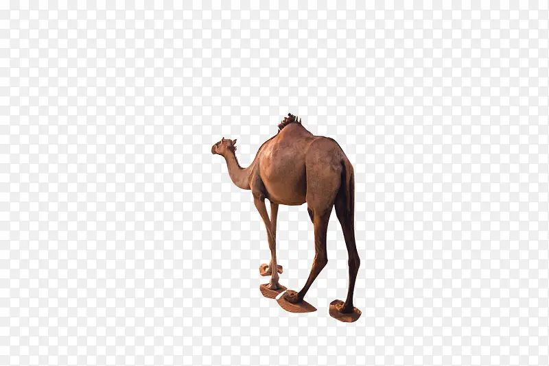 卡通独行的骆驼