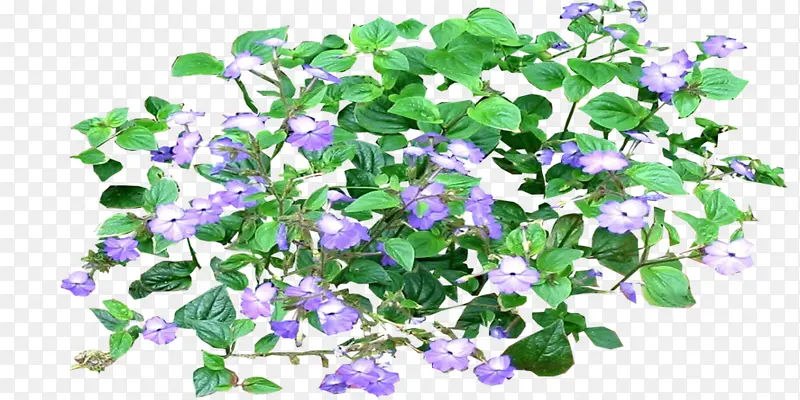 绿叶紫色小花