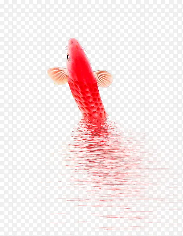 红色锦鲤