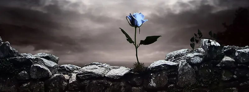 动漫岩石中的蓝玫瑰背景banner