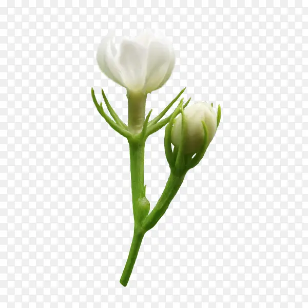 精美png茉莉花逐帧动作素材