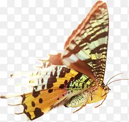 高清摄影海报活动蝴蝶