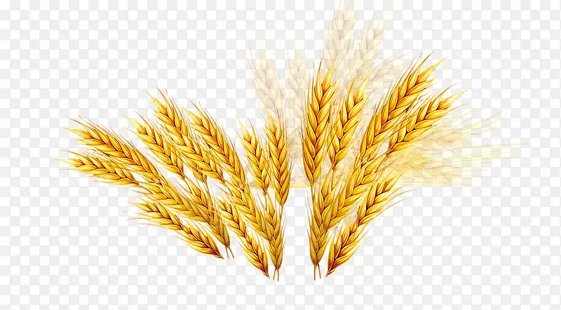 小麦大麦稻谷