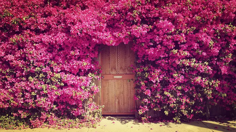 粉色花朵围满木门