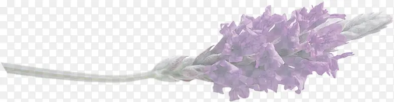 紫色水墨艺术植物