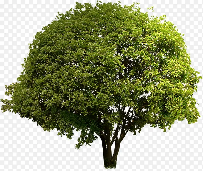 春天黄色景观植物树林