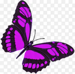 水彩紫色蝴蝶无框画
