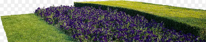 紫色草地唯美植物